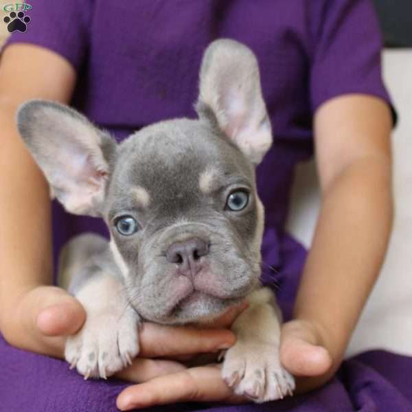 Buddy, French Bulldog Puppy